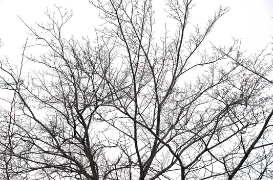 Papel Mural Ramas Negras