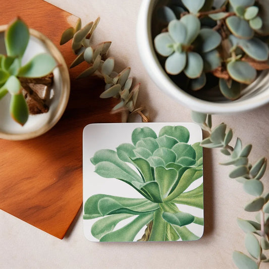 Posa Vasos Suculentas