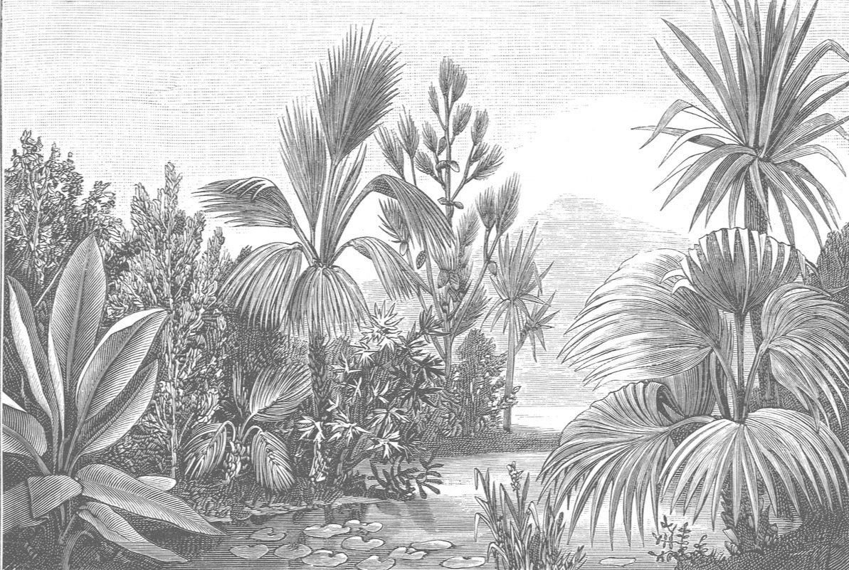 Papel Mural Bosque Antiguo