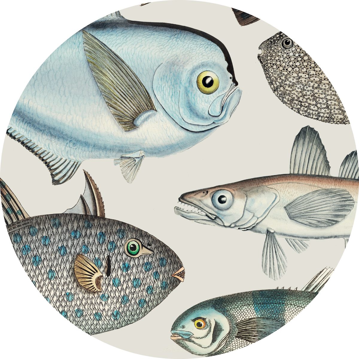 Individuales Redondos Peces