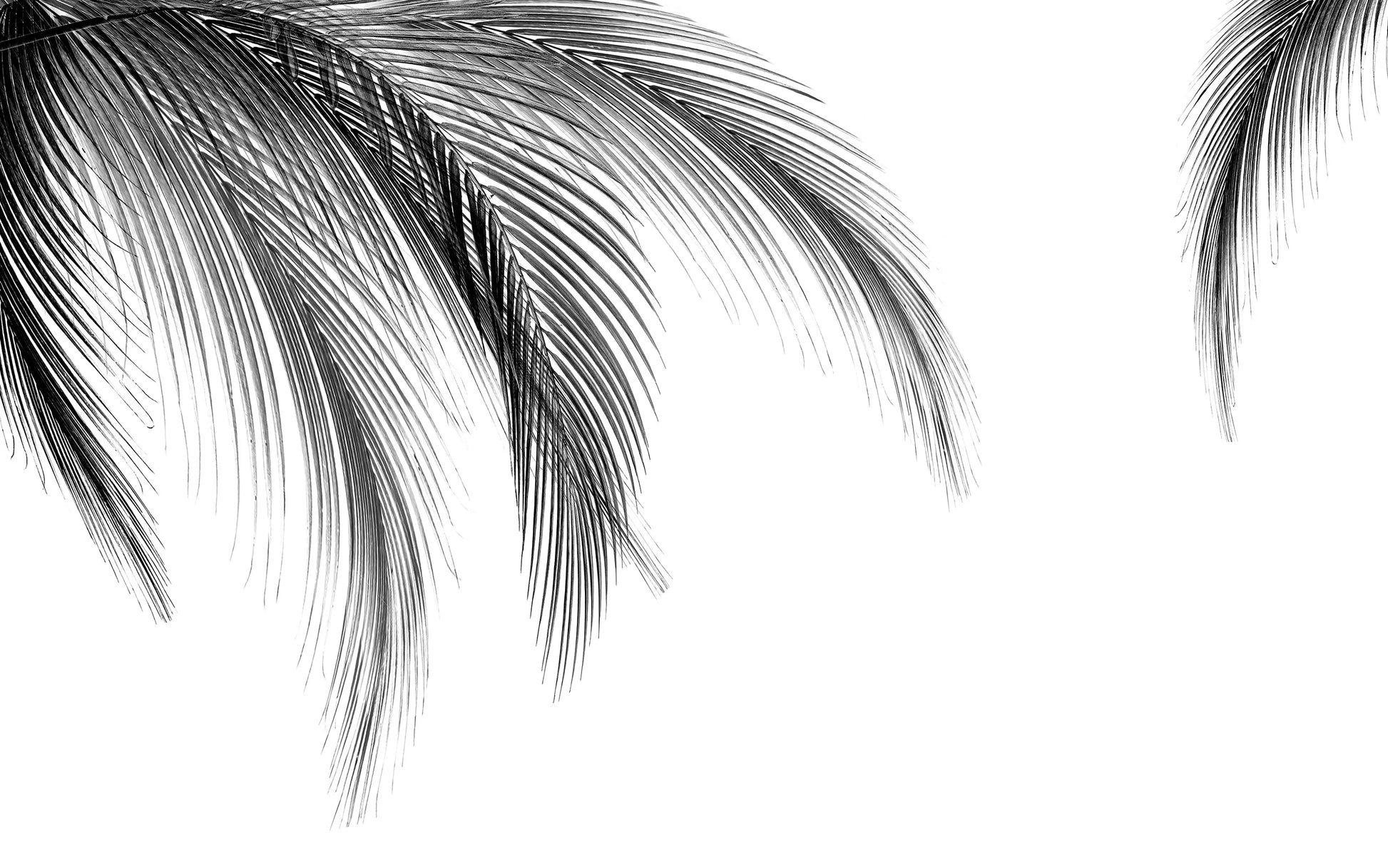 Papel Mural Palmas Oscura