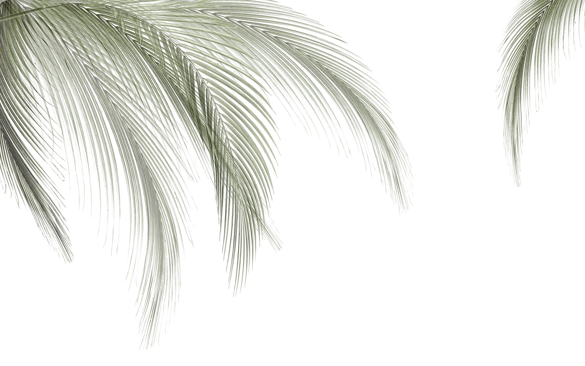 Papel Mural Palmas Verde